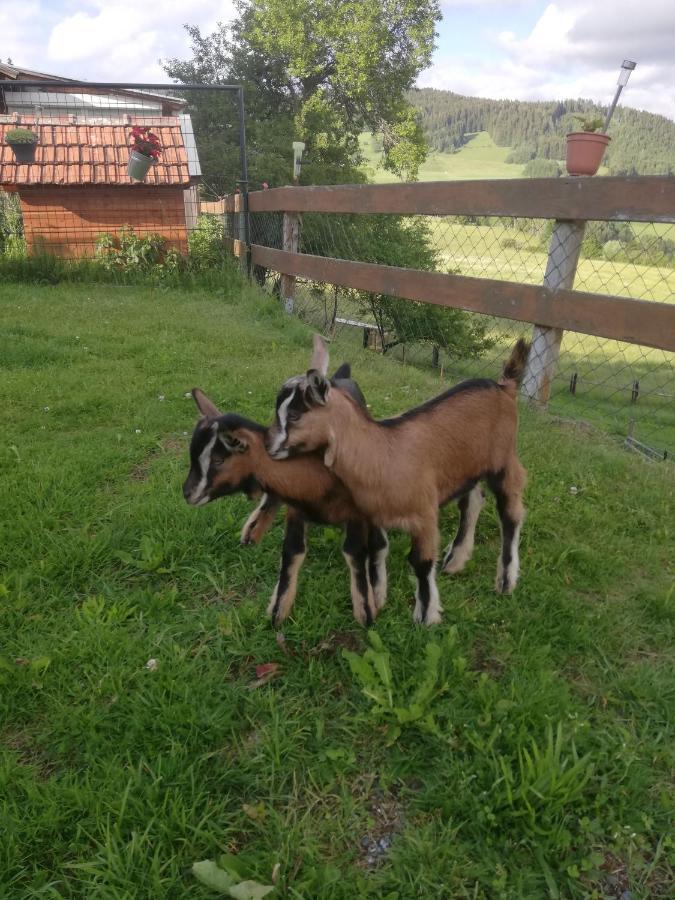 Ferienwohnung Duernberger Liebenfels Bagian luar foto